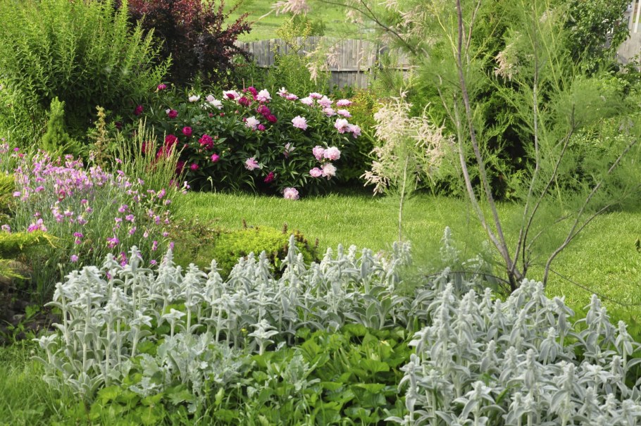 Чистец шерстистый