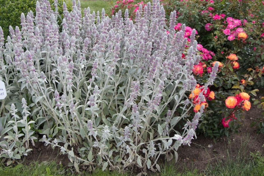 Чистец овечьи ушки