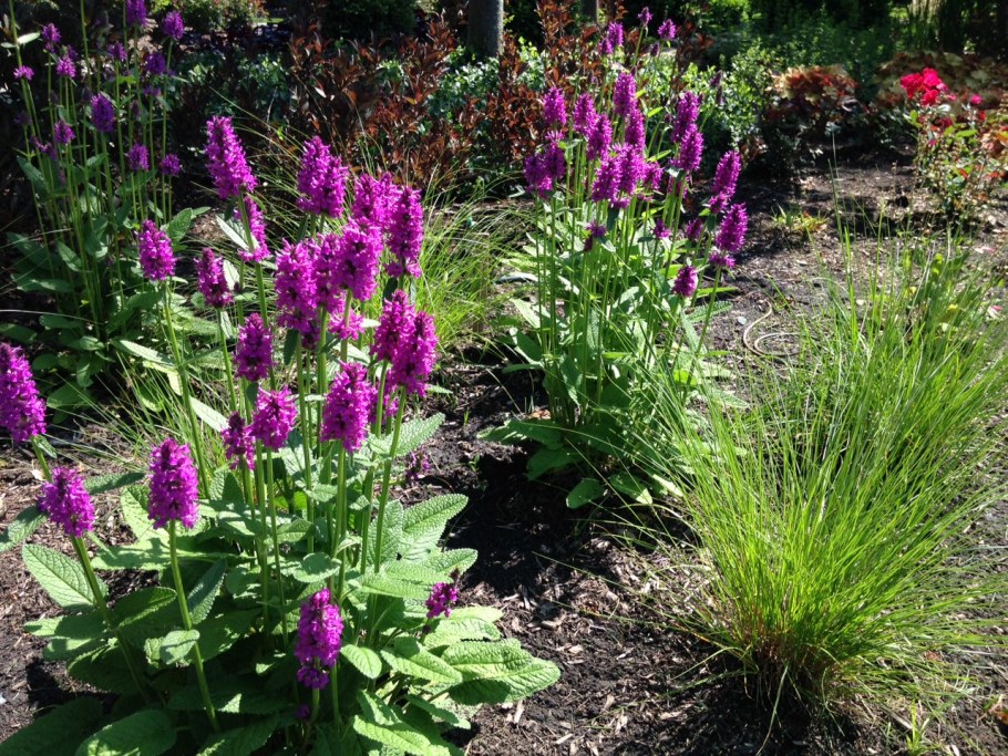 Стахис Монье Hummelo