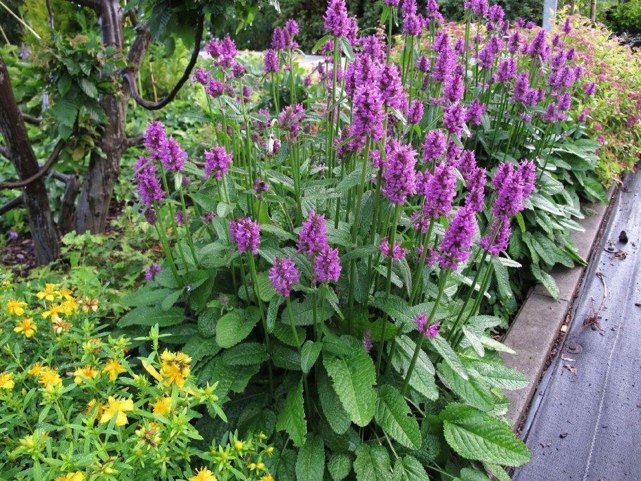 Стахис Монье Hummelo