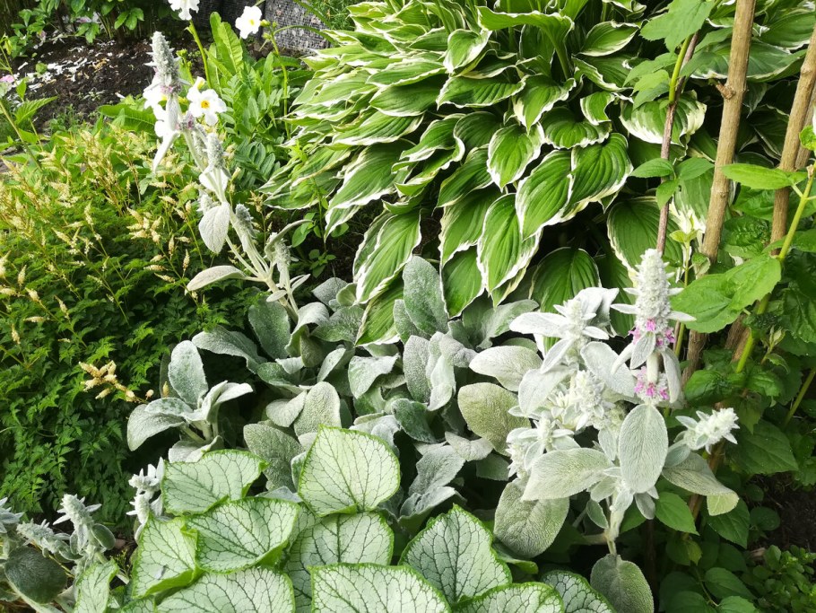 Хоста с аквилегией