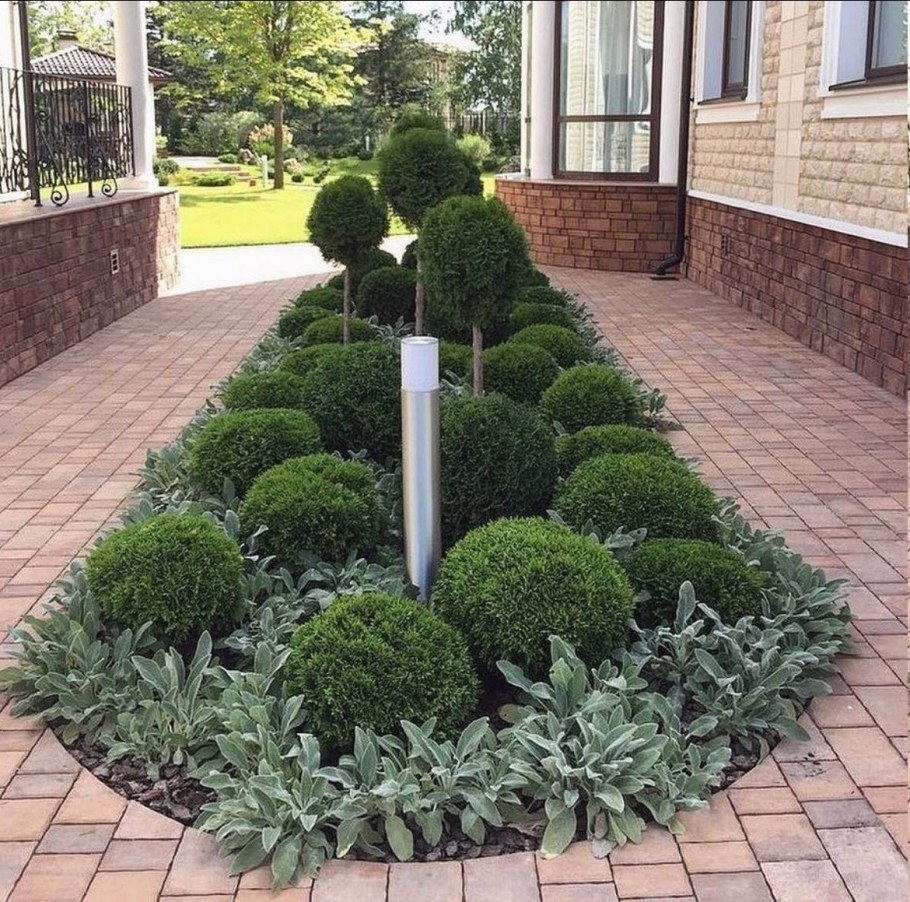 Туя Даника бордюр