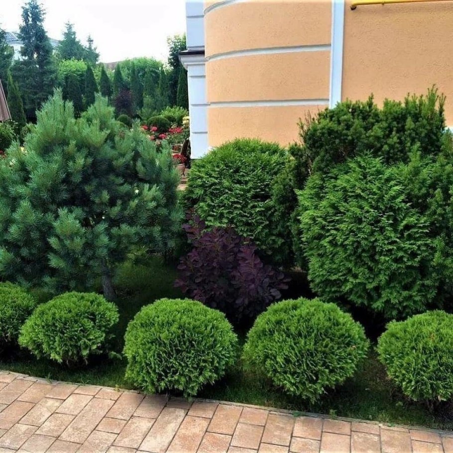 Туя Западная Глобоза