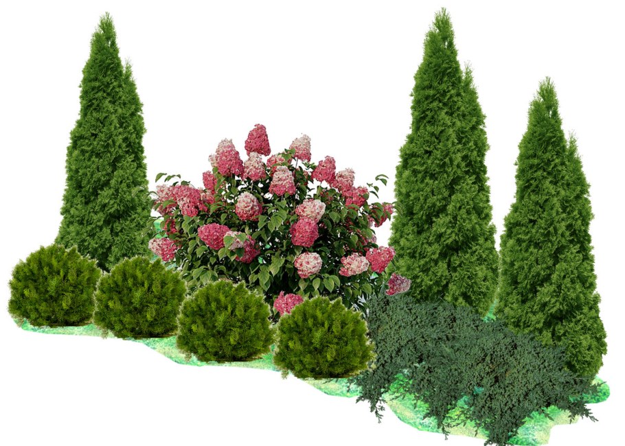 Туя Даника туя Смарагд