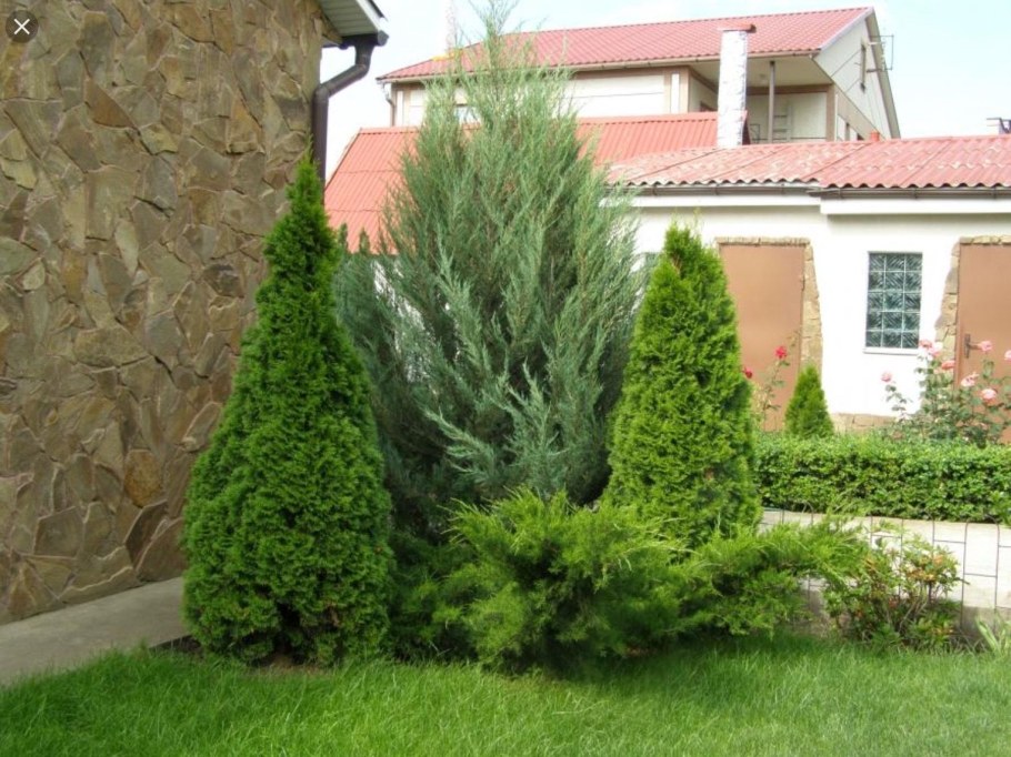 Можжевельник Блю Эрроу