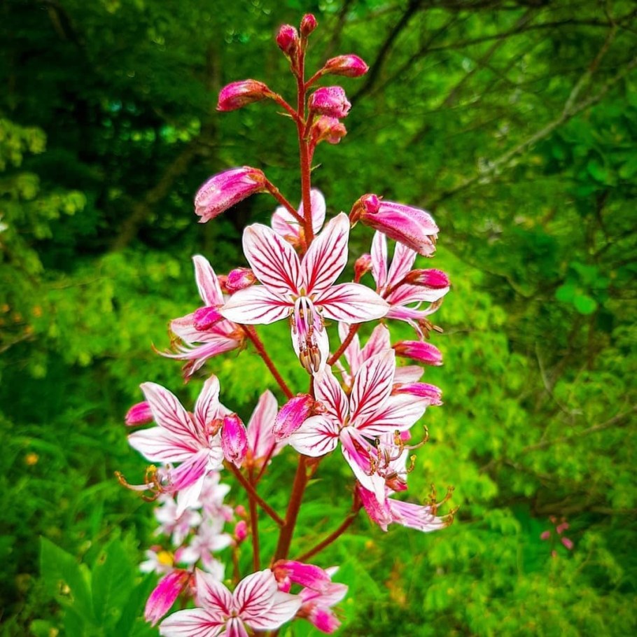 Ясенец (Неопалимая Купина) Фраксинелла