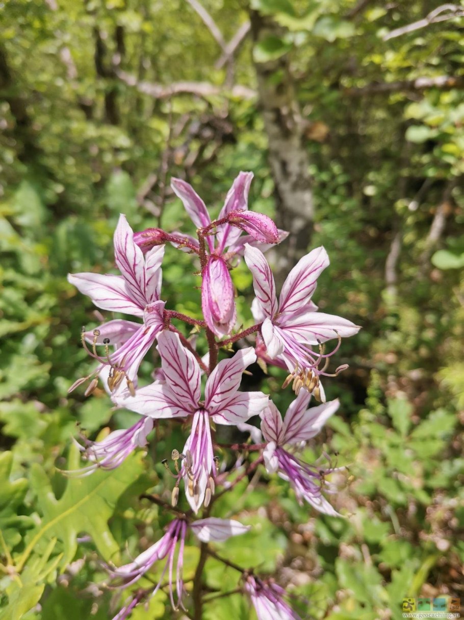 Ясенец кавказский