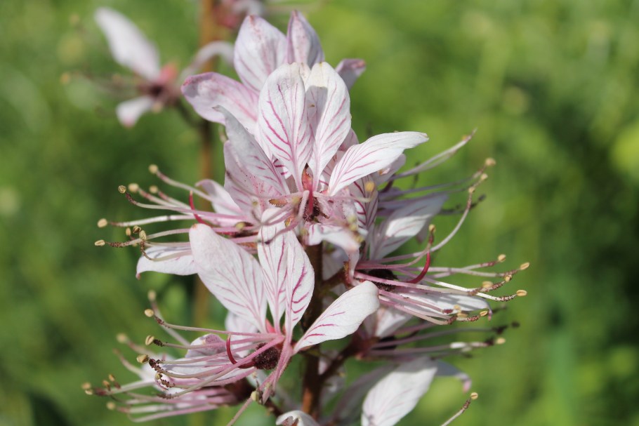 Ясенец декоративный кустарник