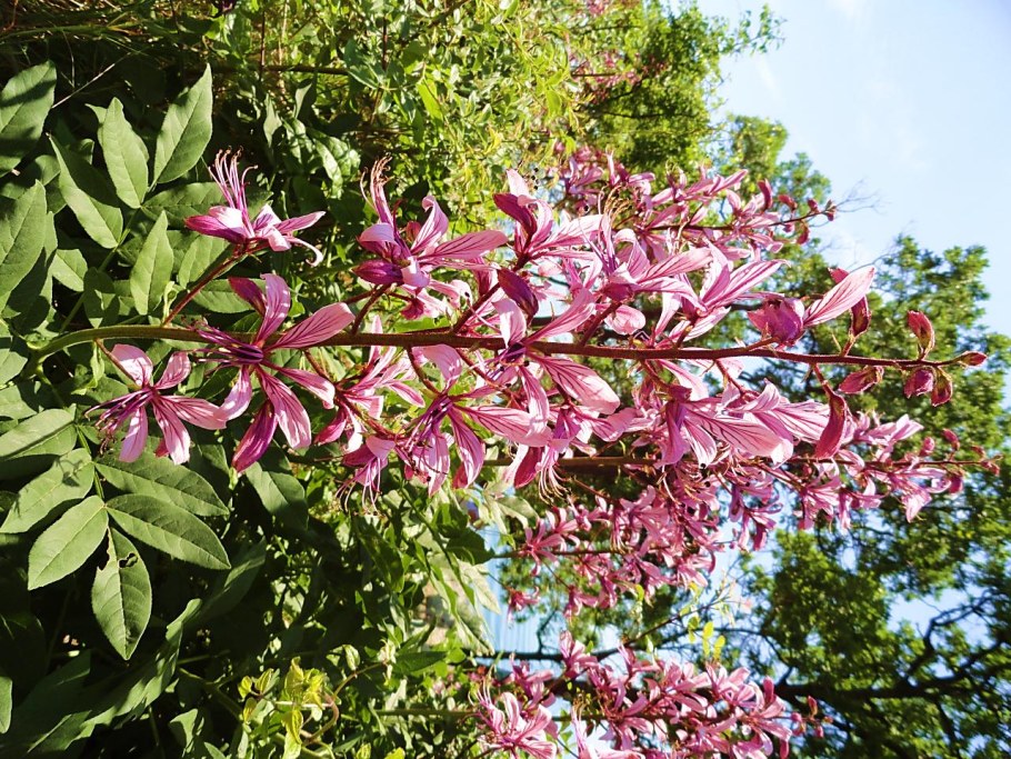 Ясенец цветок