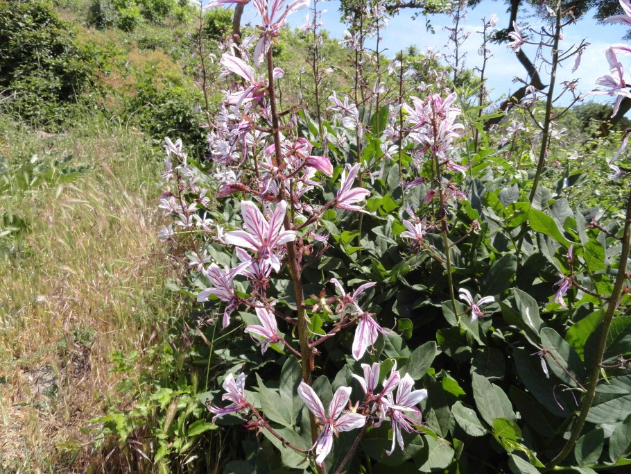 Анапа ясенец кавказский