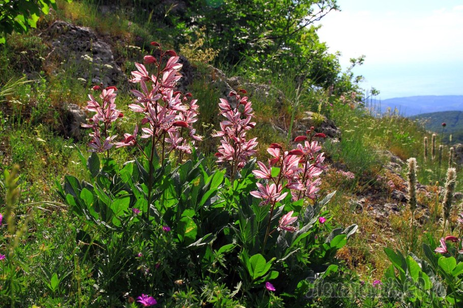 Ясенец мохнатоплодный