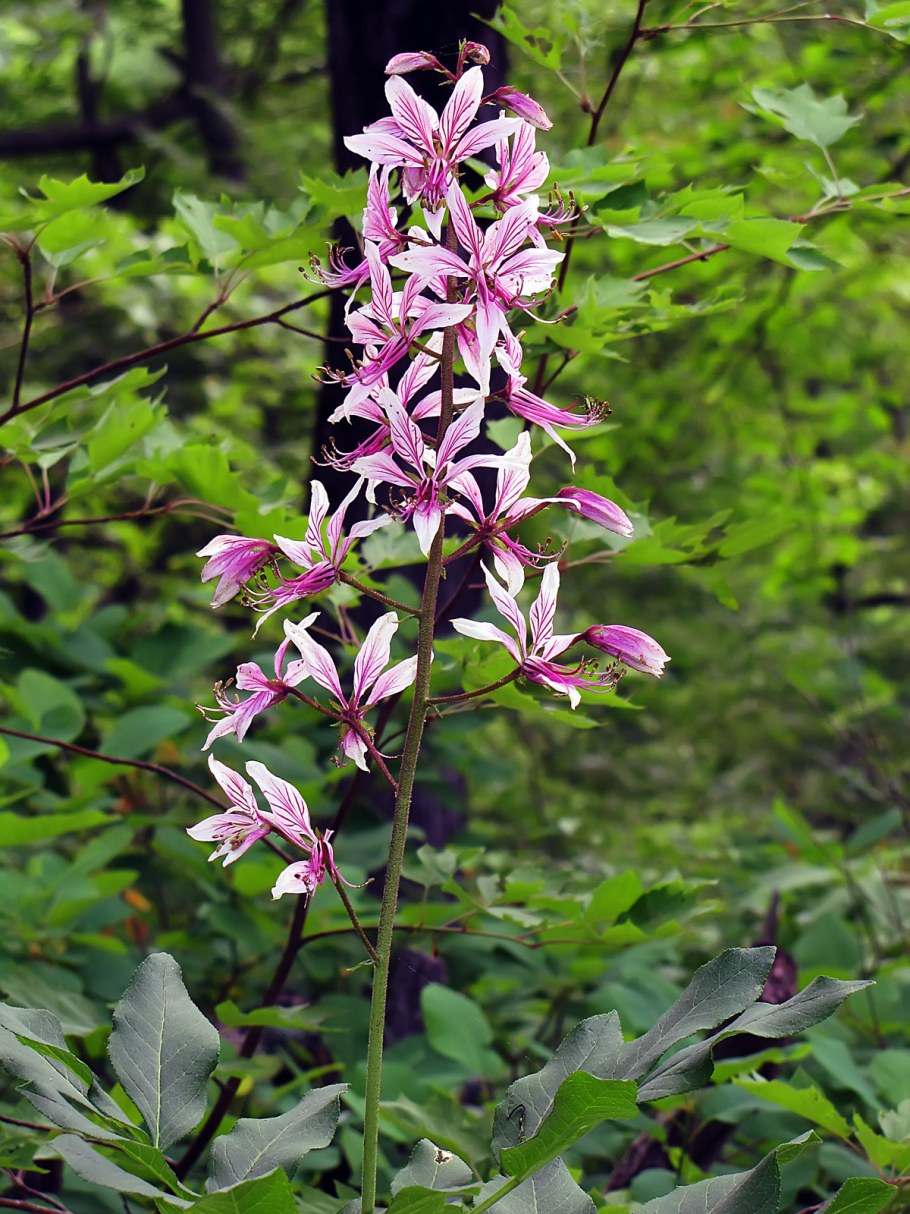 Ясенец Неопалимая Купина
