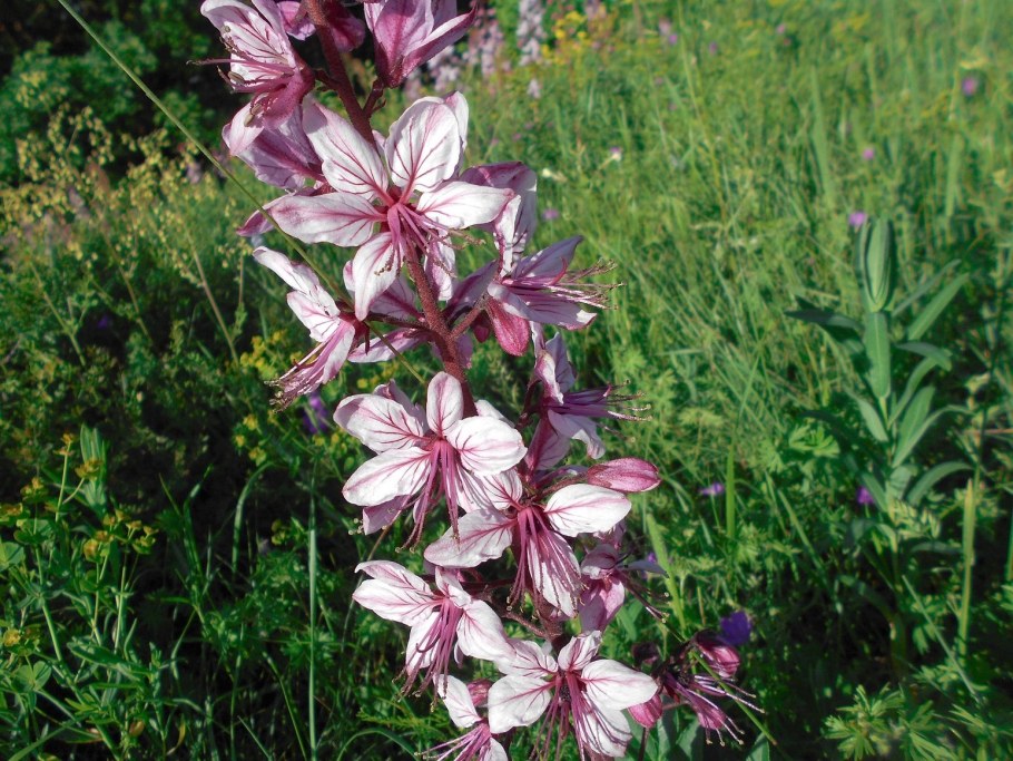 Ясенец кавказский