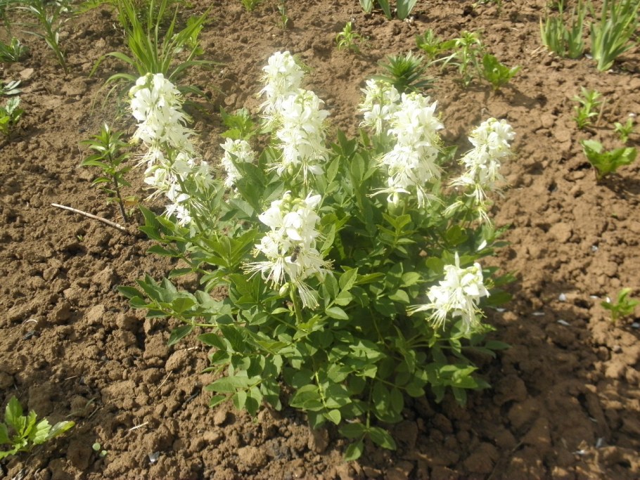 Ясенец цветок