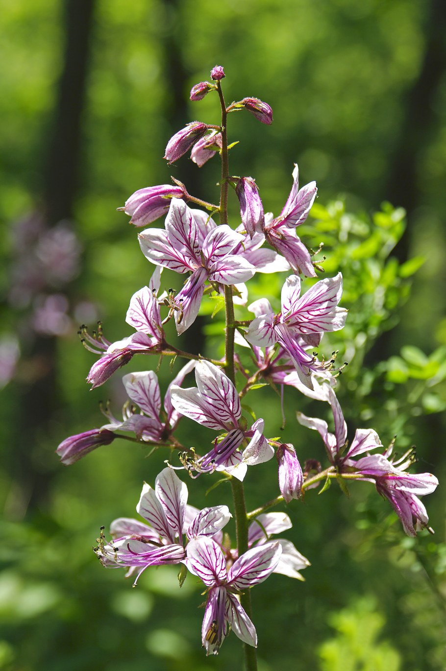 Ясенец (Неопалимая Купина) белый Шафран