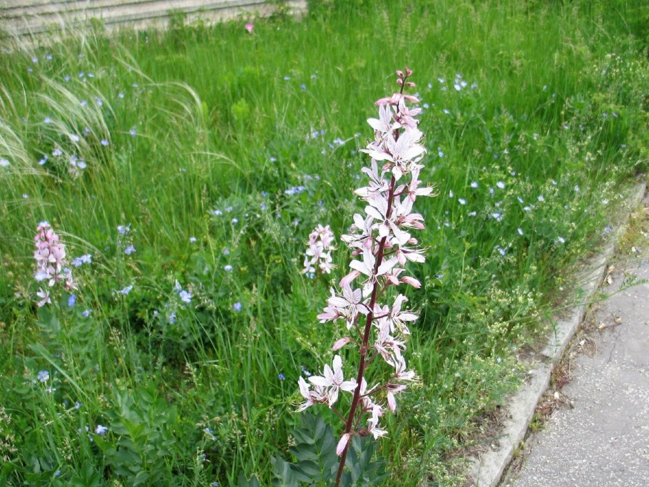 Ясенец кавказский