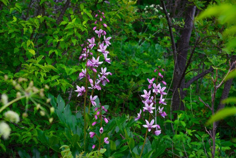 Ясенец голостолбиковый