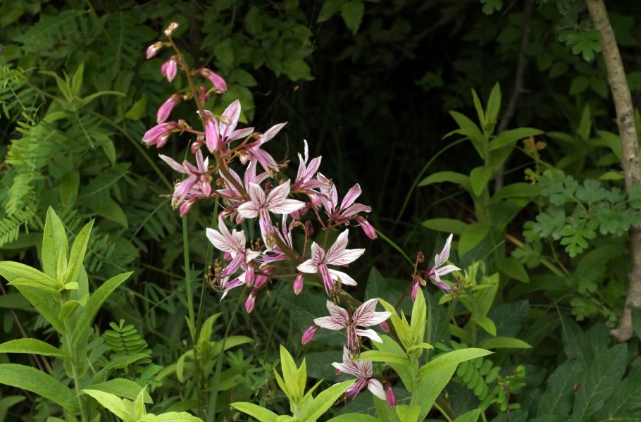 Ясенец Неопалимая Купина