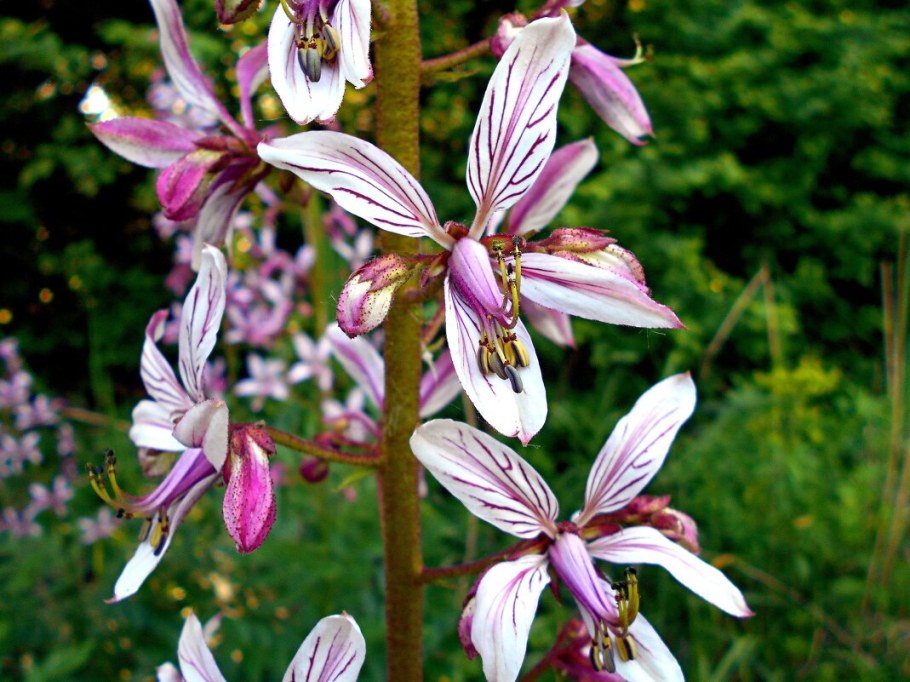 Ясенец (Ганцевичский район)