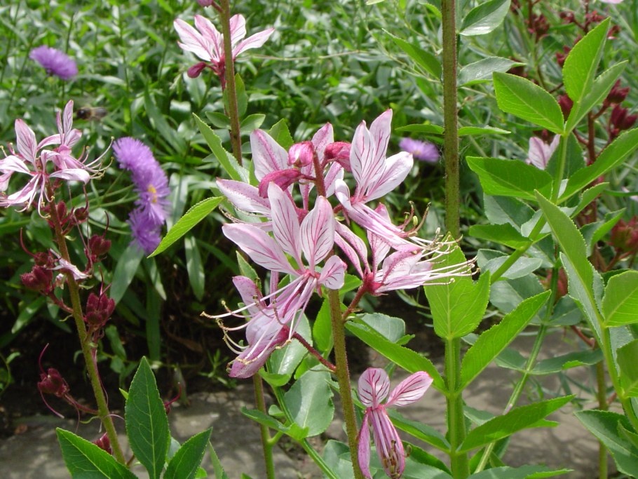 Ясенец мохнатоплодный