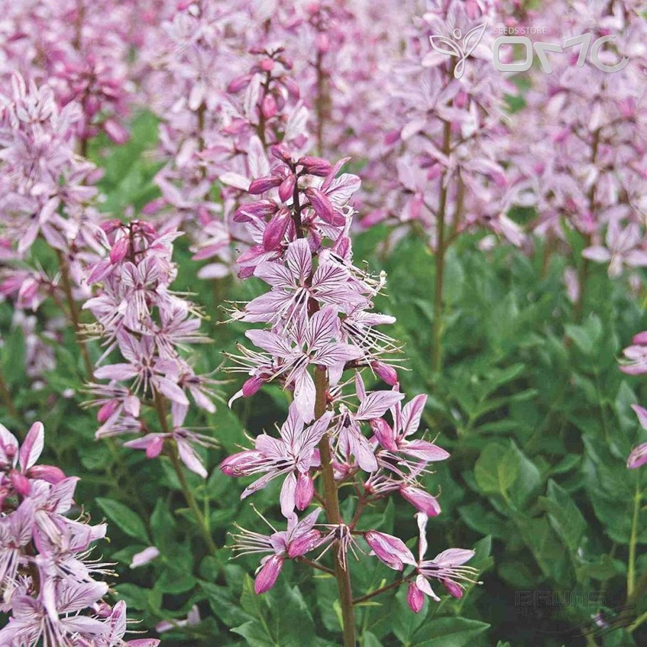 Диктамнус ясенец