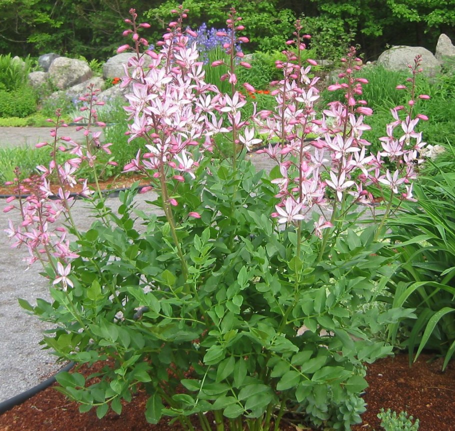 Ясенец белый Шафран