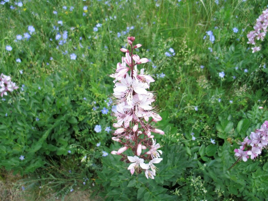 Родник ясенец