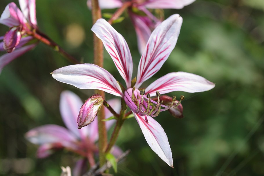 Ясенец белый