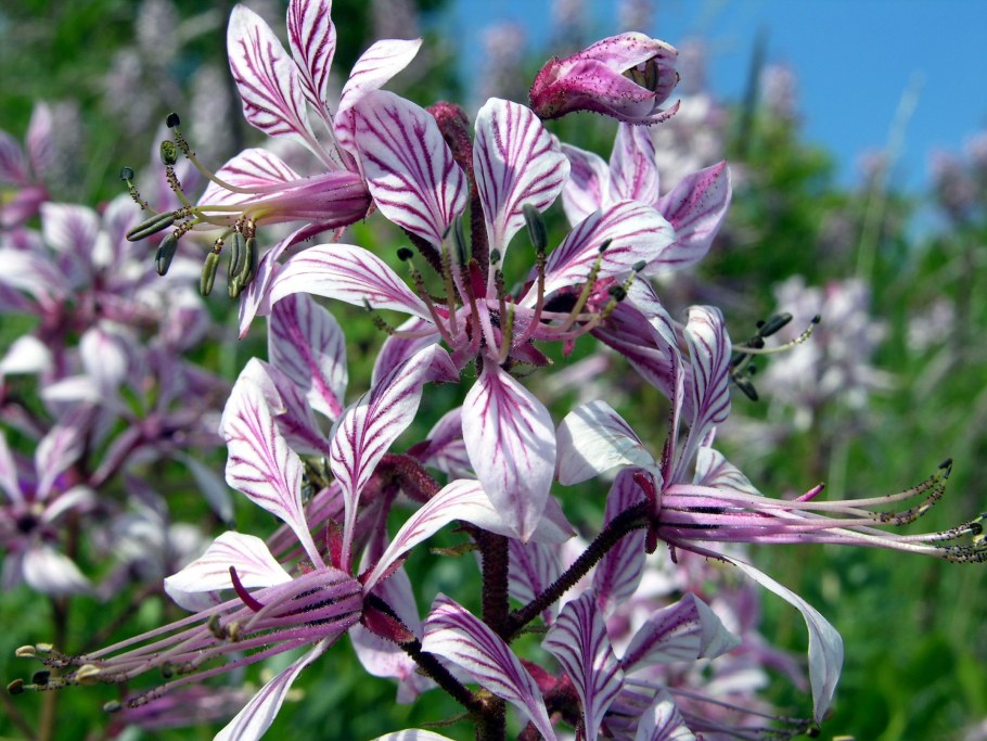 Ясенец кавказский (ясенец белый)