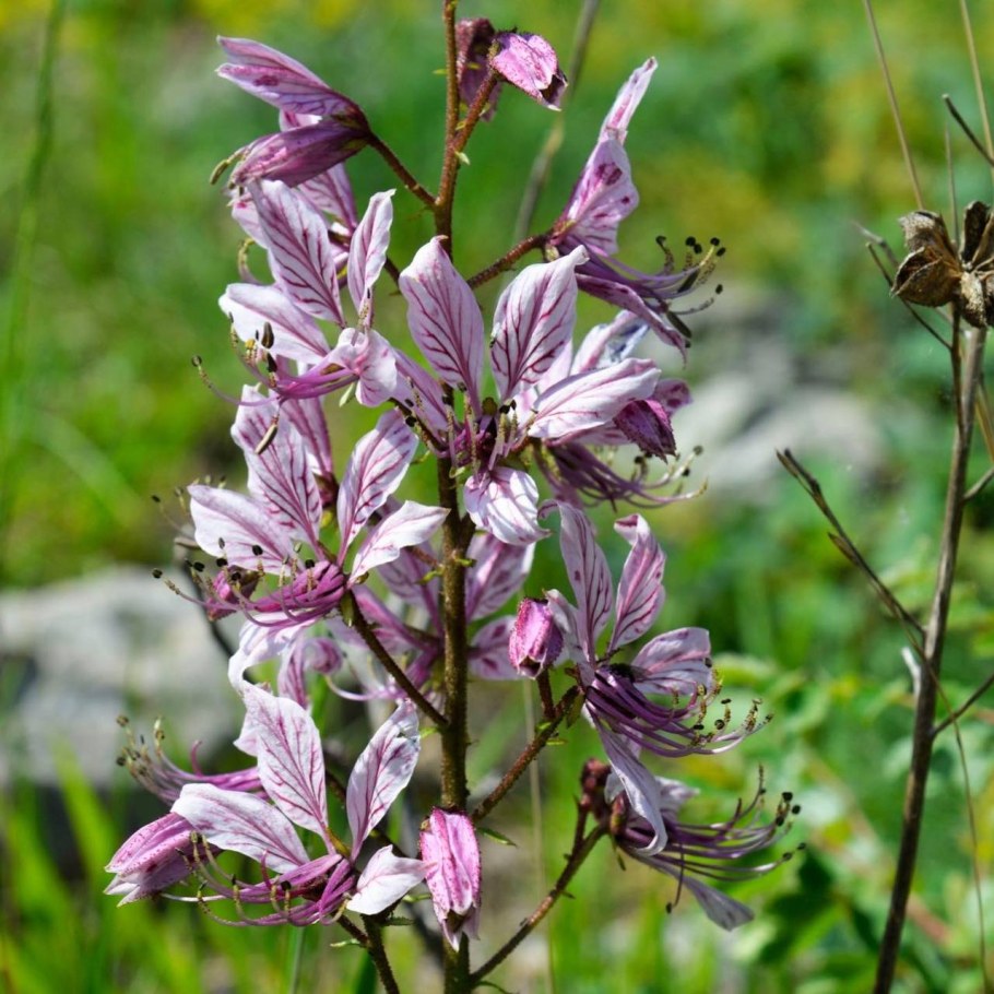 Ясенец голостолбиковый, также известный как Купина Неопалимая