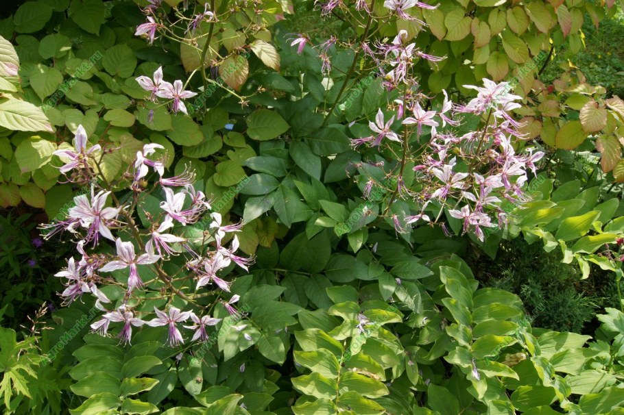 Ясенец розовый