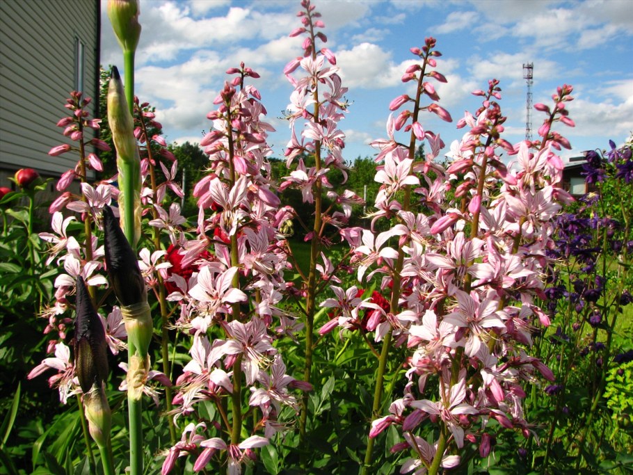 Ясенец растение