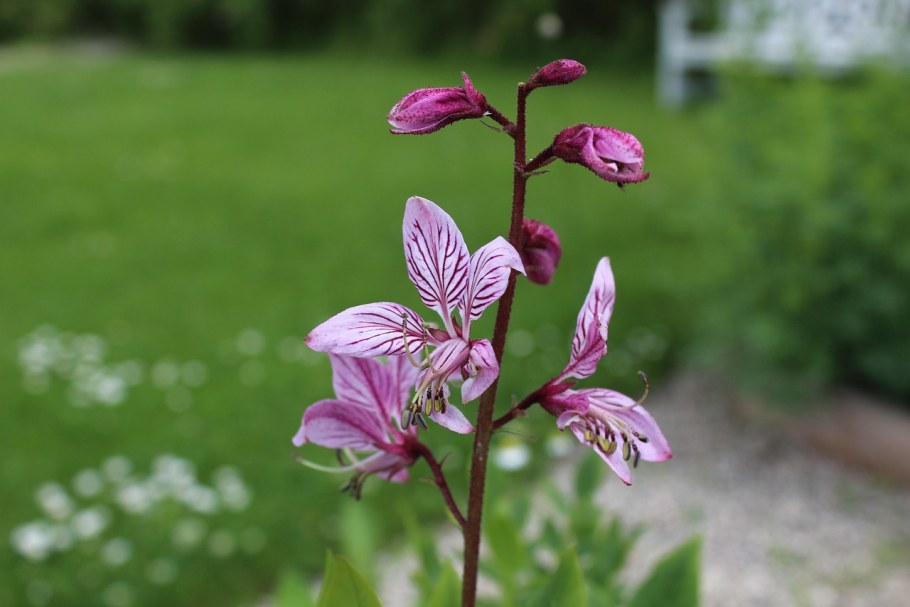 Борис цветок фото