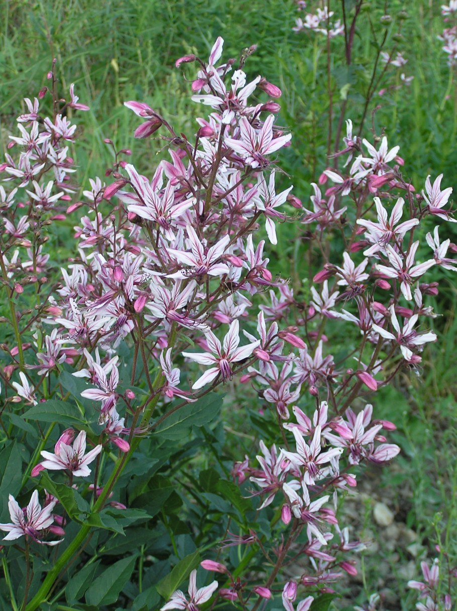 Dictamnus gymnostylis