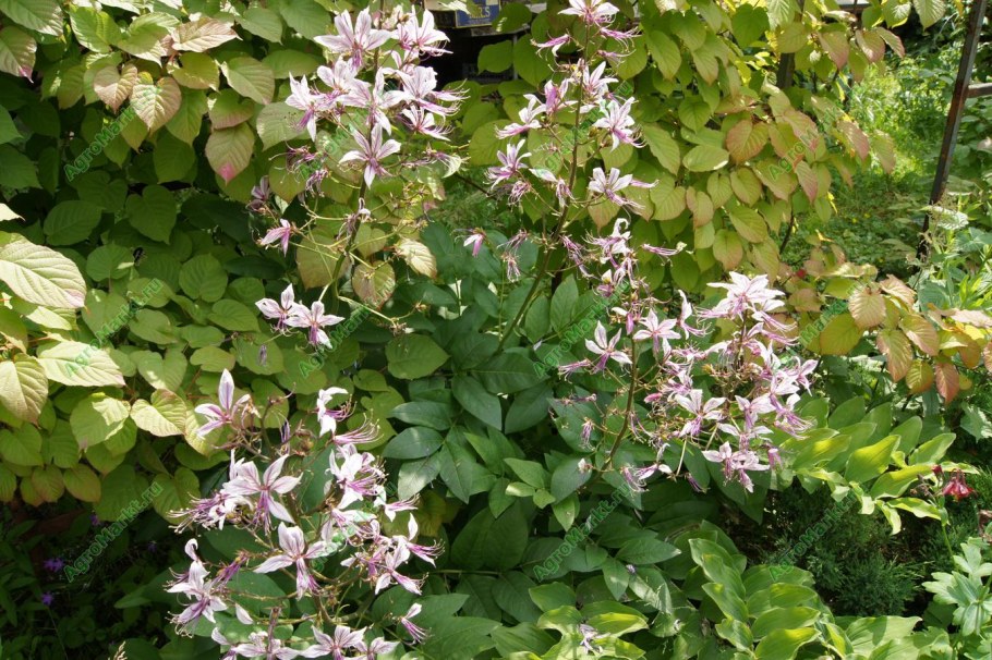 Ясенец белый Шафран