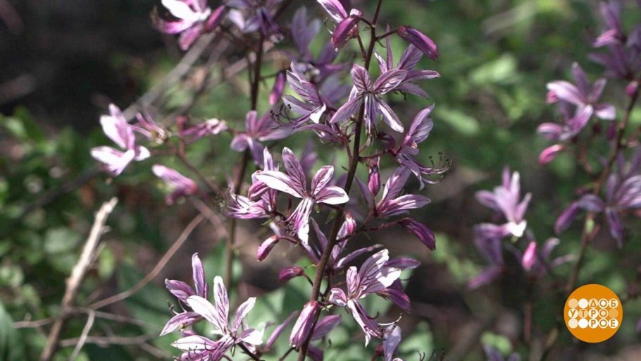 Ясенец в лечении