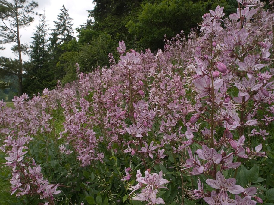 Диктамнус ясенец Неопалимая Купина