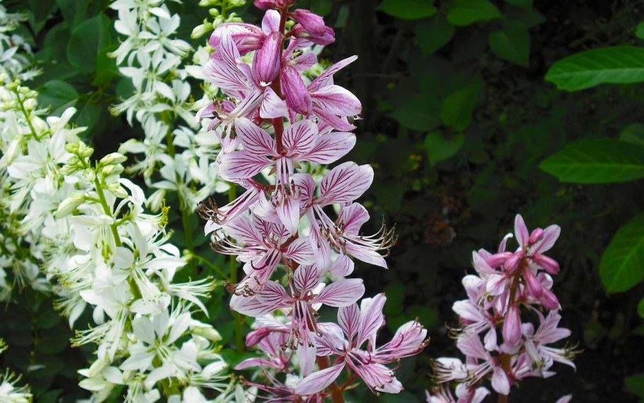 Растение ясенец (Неопалимая Купина)