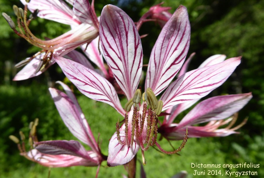 Ясенец мохнатоплодный корень