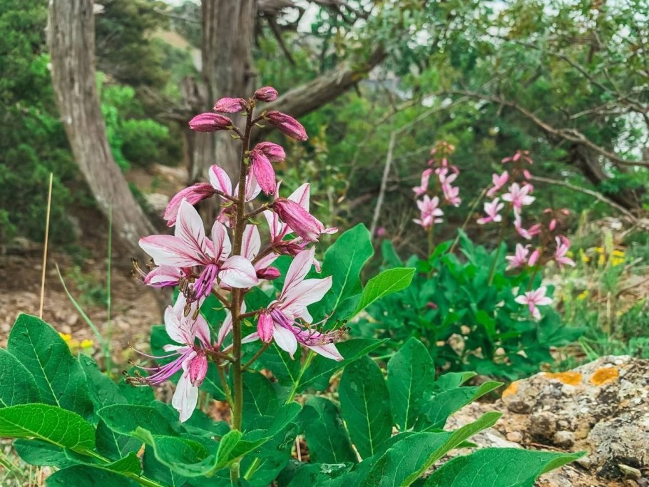 Купина Неопалимая растение в Крыму