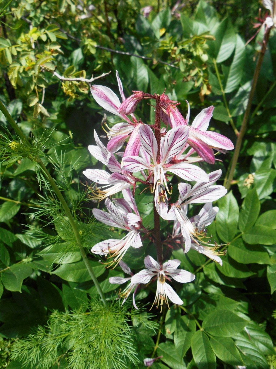 Ясенец белый