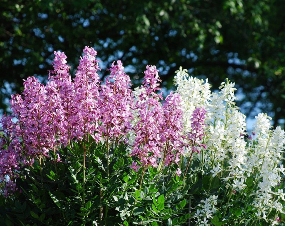 Ясенец мохнатоплодный