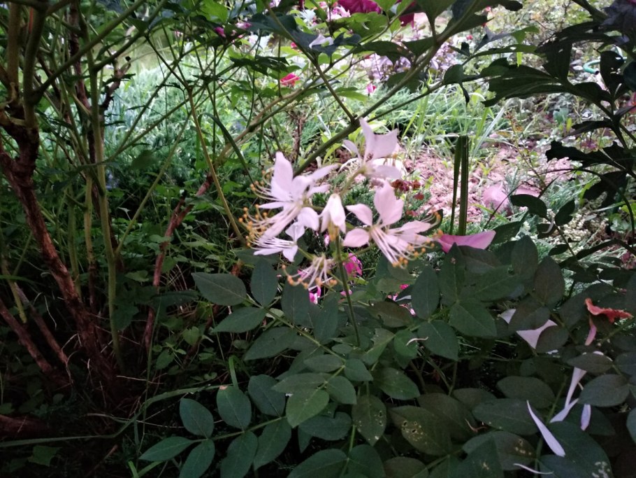 Ясенец кавказский