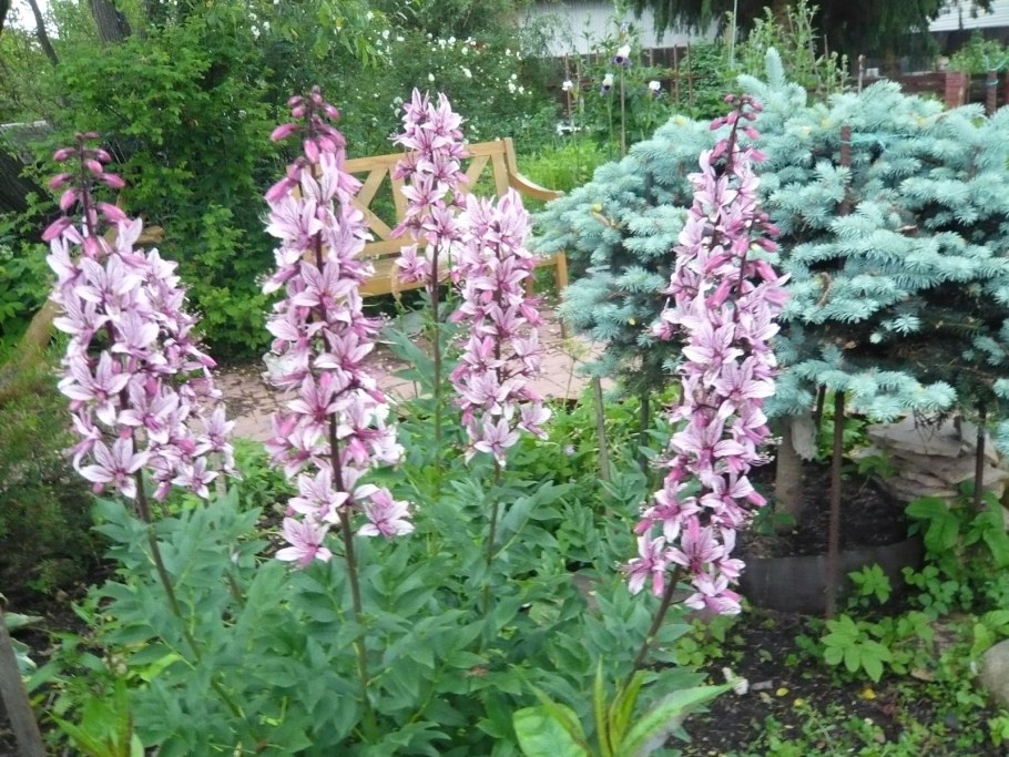 Ясенец кавказский мифология