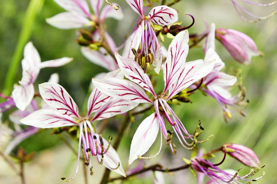 Ясенец кавказский