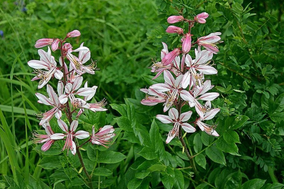 Ясенец мохнатоплодный