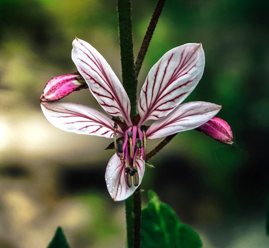 Ясенец белый красноцветный