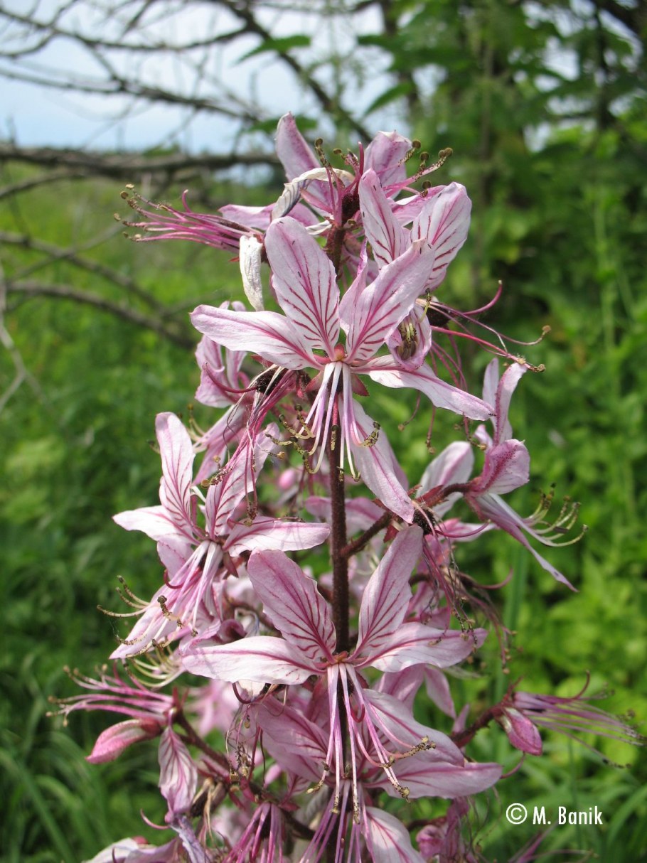 Ясенец кавказский