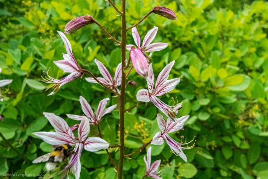 Ясенец растение Узбекистан