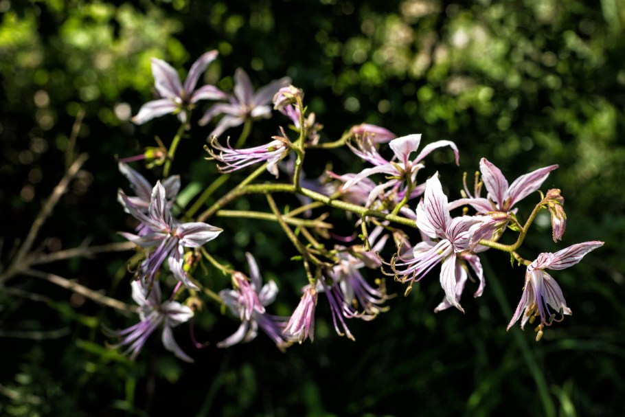 Ясенец Шафран